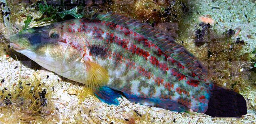 Symphodus doderleini_005